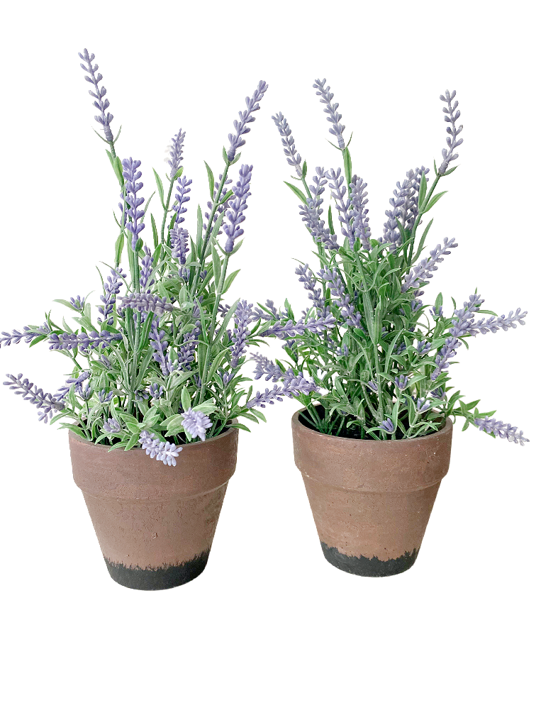 Kaksi laventeli-kestokukkaa terracotta-ruukuissa La Petite Provence